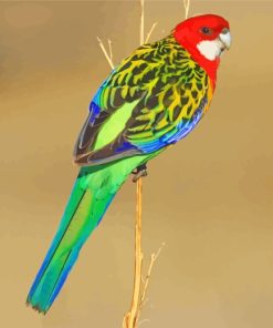 Eastern Rosella Bird paint by numbers