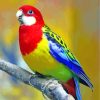 Colorful Eastern Rosella paint by numbers
