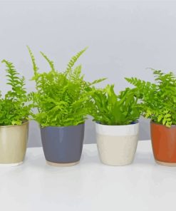 Aesthetics Fern Plants Pots paint by numbers