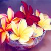 Frangipani In Bowl paint by numbers