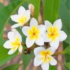 Frangipani Flowers Plant paint by numbers