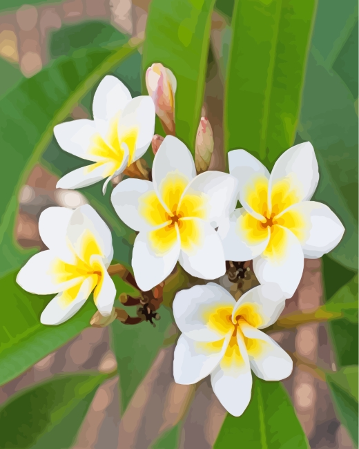 Frangipani Flowers Plant paint by numbers
