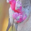 Cute Galah Birds Family paint by numbers