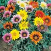 Colorful Gazanias Flowers paint by numbers