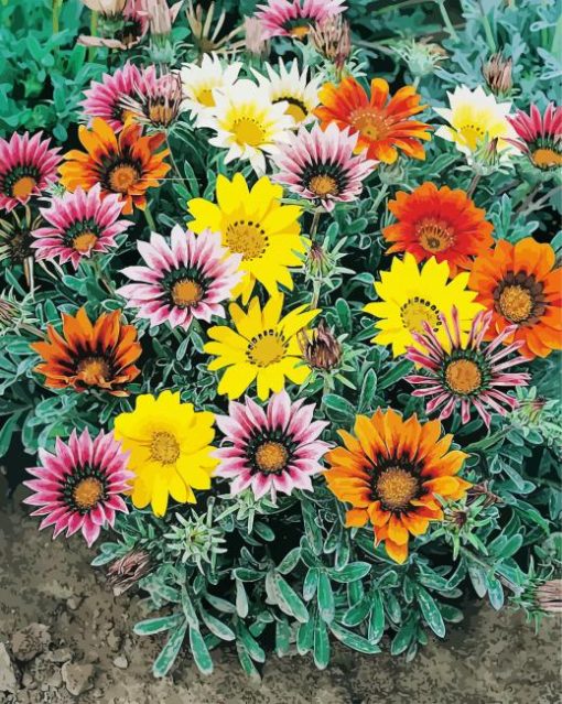 Colorful Gazanias Flowers paint by numbers