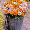 Gazanias Flowers In Pot paint by numbers