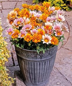 Gazanias Flowers In Pot paint by numbers