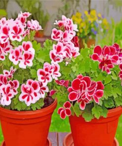 Geraniums Flowers In Pot paint by numbers