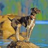 German Shorthaired Pointer Dog paint by numbers