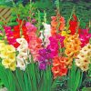 Beautiful Gladiolus Flowers paint by numbers