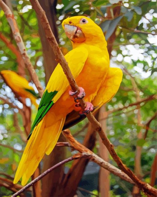 Golden Conure Bird paint by numbers