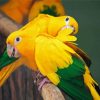 Aesthetics Golden Conures paint by numbers