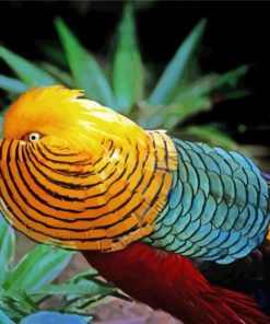 Colorful Golden Pheasant Bird paint by numbers