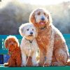 Goldendoodle Family paint by numbers