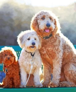Goldendoodle Family paint by numbers