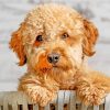 Goldendoodle Close Up paint by numbers