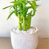 Green Bamboo Plants Pot paint by numbers
