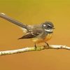 Grey Fantail Bird paint by numbers