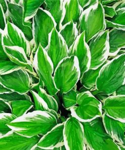 Hosta Leaves paint by numbers