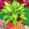 Green Hosta Plant paint by numbers