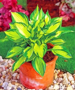 Green Hosta Plant paint by numbers