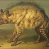 Hyena Animal Art paint by numbers