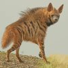 The Wild Animal Hyena paint by numbers