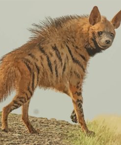 The Wild Animal Hyena paint by numbers