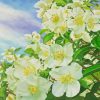 White Jasmine Flowers paint by numbers