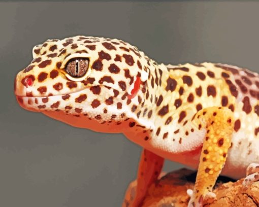 Leopard Gecko Reptile paint by numbers