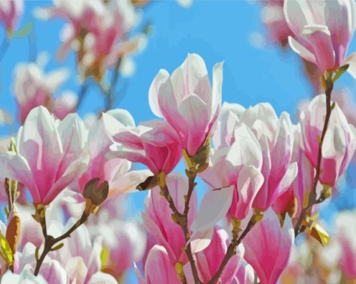 Magnolia Flowers Plants paint by numbers