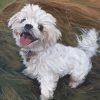 Maltese Dog Art paint by numbers