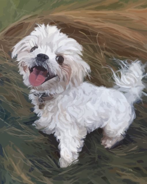 Maltese Dog Art paint by numbers