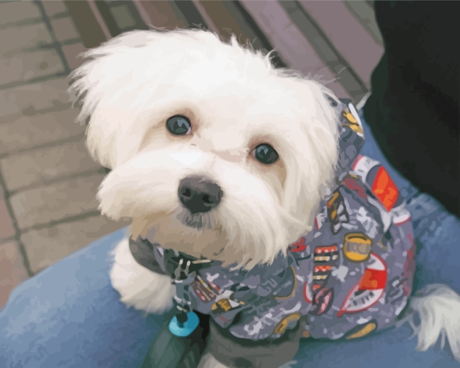 Maltese Dog With Clothes paint by numbers