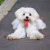Cute Maltese Dog paint by numbers