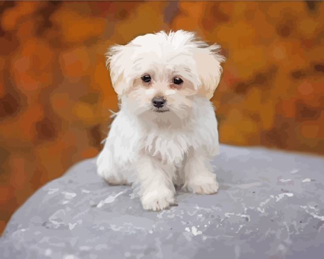 Maltese Puppy paint by numbers