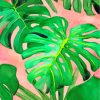 Monstera Plant Leaves paint by numbers