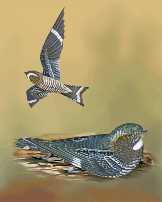 Nighthawk Birds paint by numbers