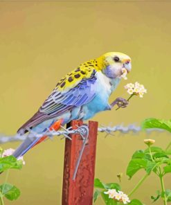 Pale Headed Rosella Bird paint by numbers