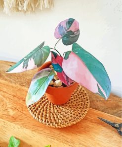 Philodendron Pink Princess Plant paint by numbers