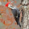 Pileated woodpecker Bird paint by numbers