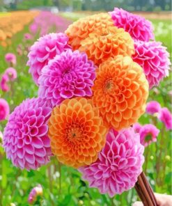 Pink And Orange Dahlia paint by numbers