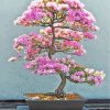 Pink Bonsai Tree paint by numbers