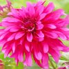 Pink Fuchsia Dahlia paint by numbers