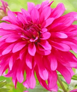 Pink Fuchsia Dahlia paint by numbers
