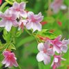 Pink Jasmine Flowers paint by numbers