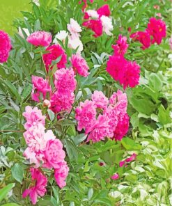 Pink Peonies Plants paint by numbers