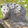 Possums Family Animals paint by numbers
