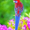 Blue Red Crimson Rosella paint by numbers
