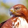 Brown Tailed Hawk paint